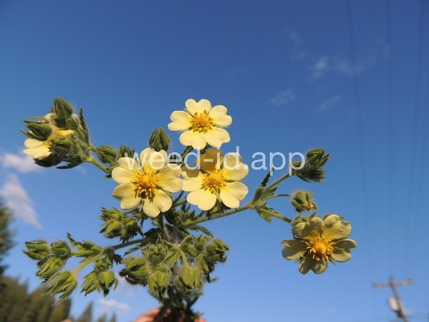 cinquefoil, sulfur